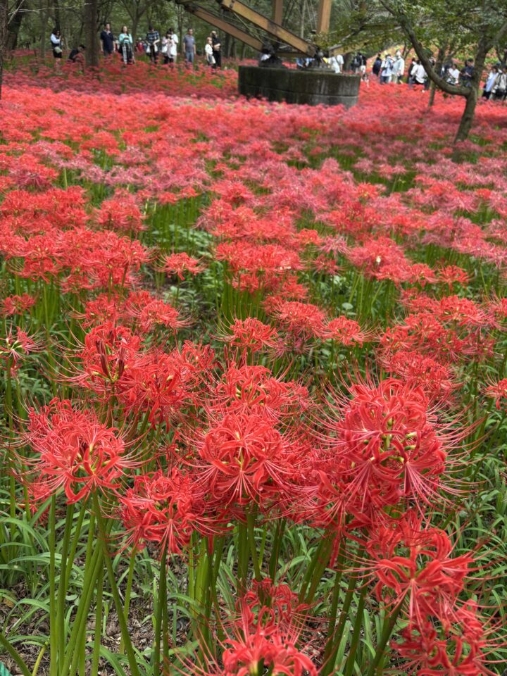 今月のレッスン後のお言葉集・・・#5の画像