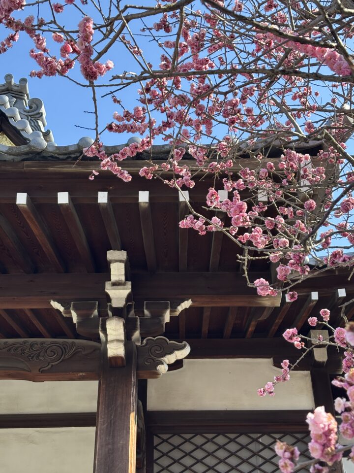 3月の五反田教室グループレッスン予定日ですの画像
